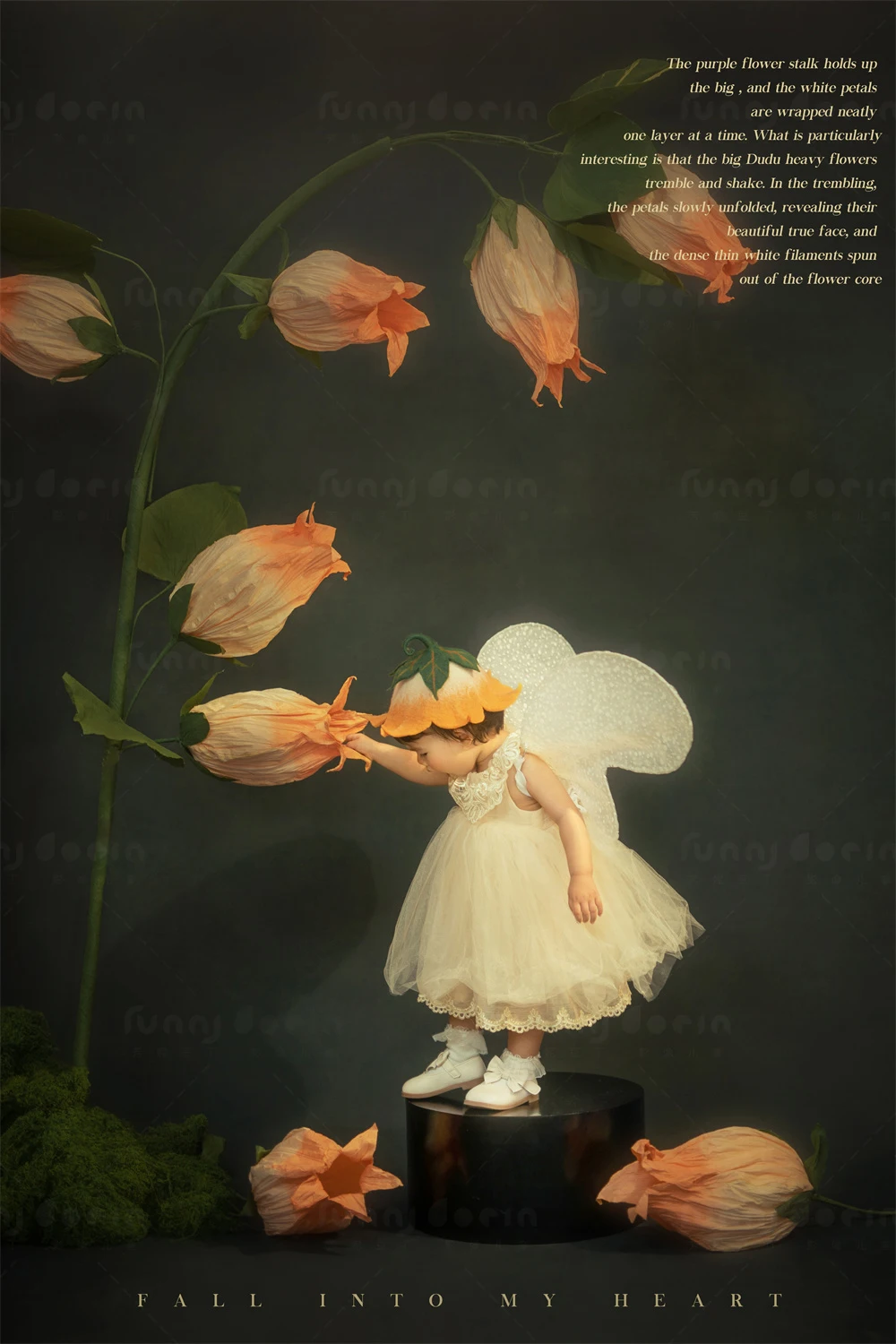 全家福 芳妮豆丁